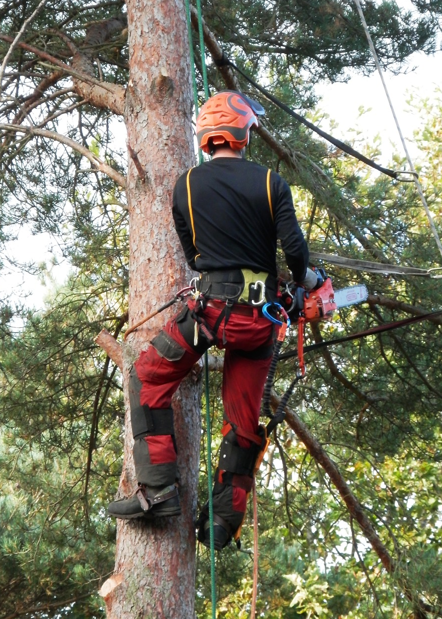 Tree Care Plano Logo